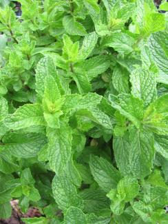 Mentha sp. 'Thaiminze'