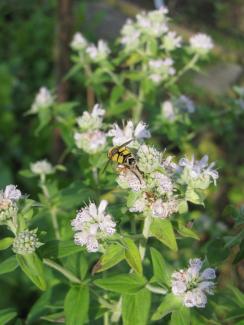 Pycnanthemum pilosum