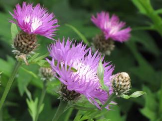 Centaurea pulcherrima