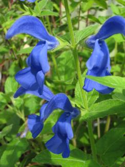 Salvia patens