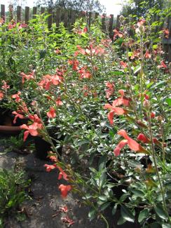 Salvia jamensis