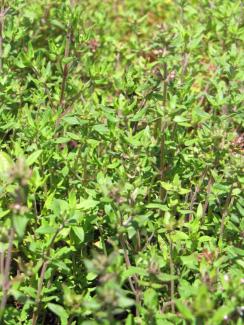 Thymus vulgaris "Deutscher Winter"