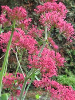 Centranthus ruber