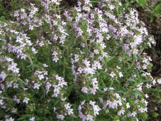 Thymus fragrantissimus