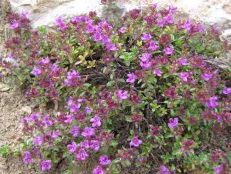 Thymus serpyllum coccineum;