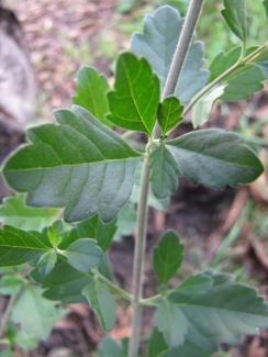 Lippia alba