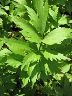 Levisticum officinalis