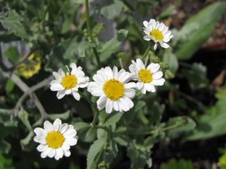 Tanacetum balsamita