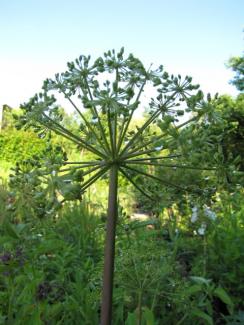 Angelica archangelica