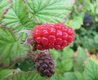 Rubus fruticosus x idaeus