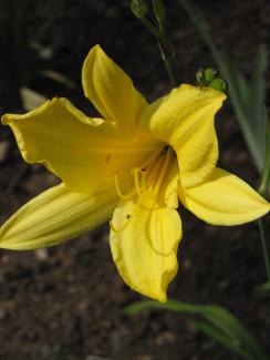 Hemerocallis cult. "Rundblick"