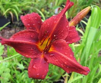 Hemerocallis cult. 'Shining Plumage'