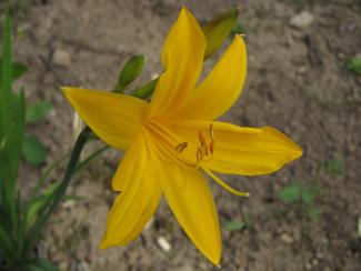 Hemerocallis middendorffii