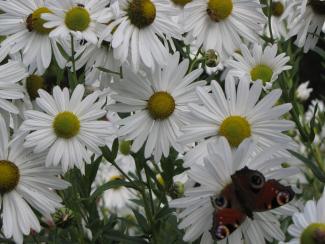 Chrysanthemum (Leucanthemella) serotina 'Herbststern'