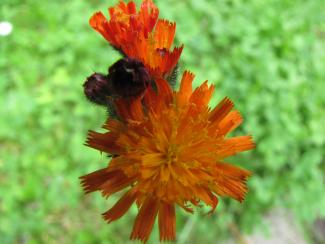 Hieracium aurantiacum