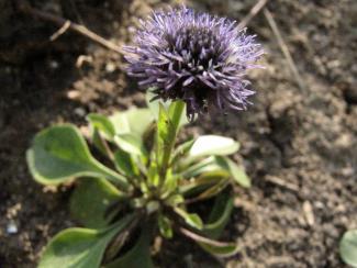 Globularia nudicaulis