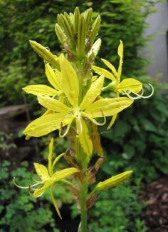 Asphodeline lutea