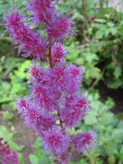 Astilbe var. taquetii 'Purpurlanze'