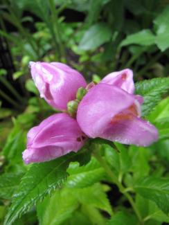 Chelone obliqua