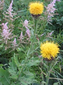 Centaurea macrocephala