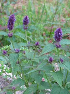 Agastache foeniculum