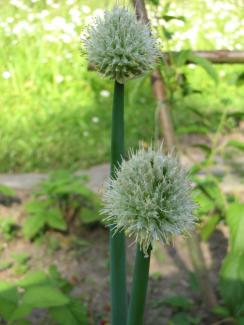 Allium fistulosum