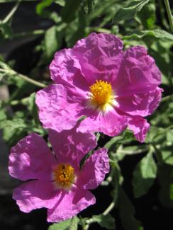 Cistus incanus