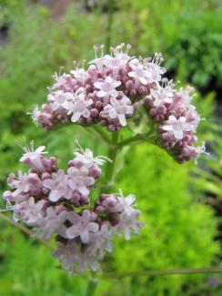Valeriana officinalis 'Anthos'