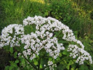 Valeriana officinalis 'Anthos'