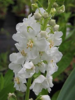 Verbascum phoeniceum 'Flush of White'