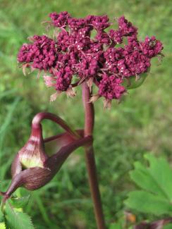 Angelica gigas