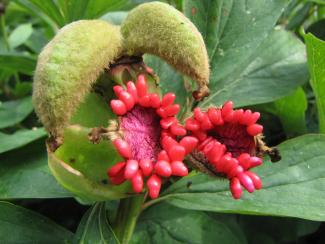 Paeonia mlokosewitschii