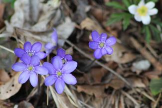 Hepatica nobilis