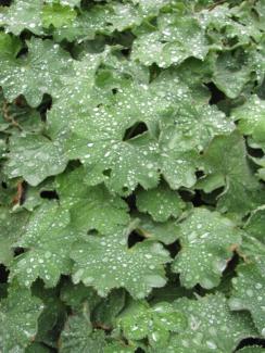 Alchemilla mollis