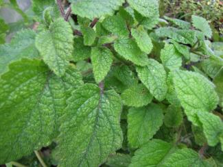 Melissa officinalis var. altissima