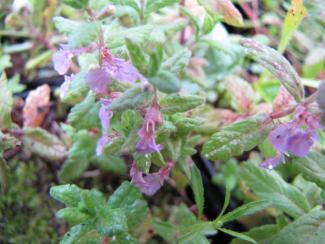 Teucrium sp.