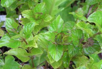 Mentha x piperita var. citrata 'Bergamotte'