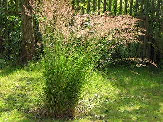 Molinia arundinacea 'Windspiel'