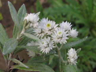 Anaphalis triplinervis "Sommerschnee"