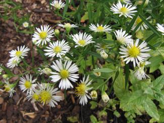 Symphotrichum ontarionis; syn. Aster ontarionis