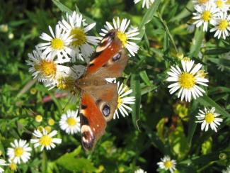 Symphotrichum ontarionis; syn. Aster ontarionis