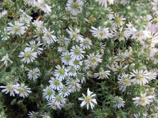 Aster pansons "Snowflurry"