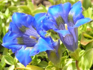 Gentiana acaulis