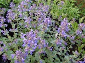 Nepeta racemosa 'Walkers Low'