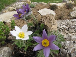 Pulsatilla vulgaris