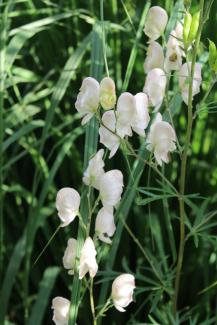 Aconitum napellus "Album"