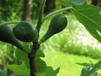 Ficus carica 'Fehmarn'