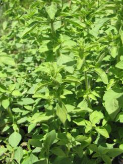 Origanum vulgare 'Hot and Spicy'