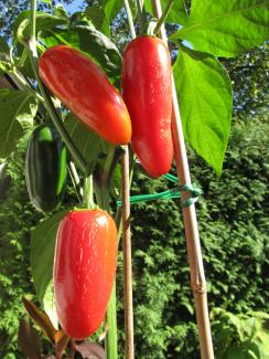 Capsicum annuum 'Jalapeno'