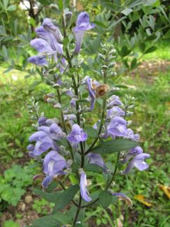 Scutellaria incana